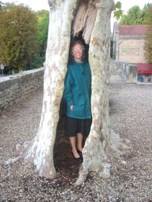 Terry hiding in very old sycamore like tree.